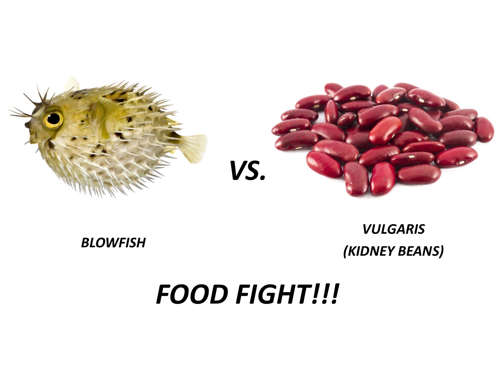 Blowfish vs Kidney