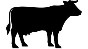 ARCHAEOLOGY OF MEAT - flank steak (beef) - Chef's Mandala