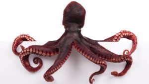 octopus - Chef's Mandala