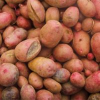 Adirondack potato