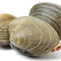 clam, seafood, mollusc, shell, ocean