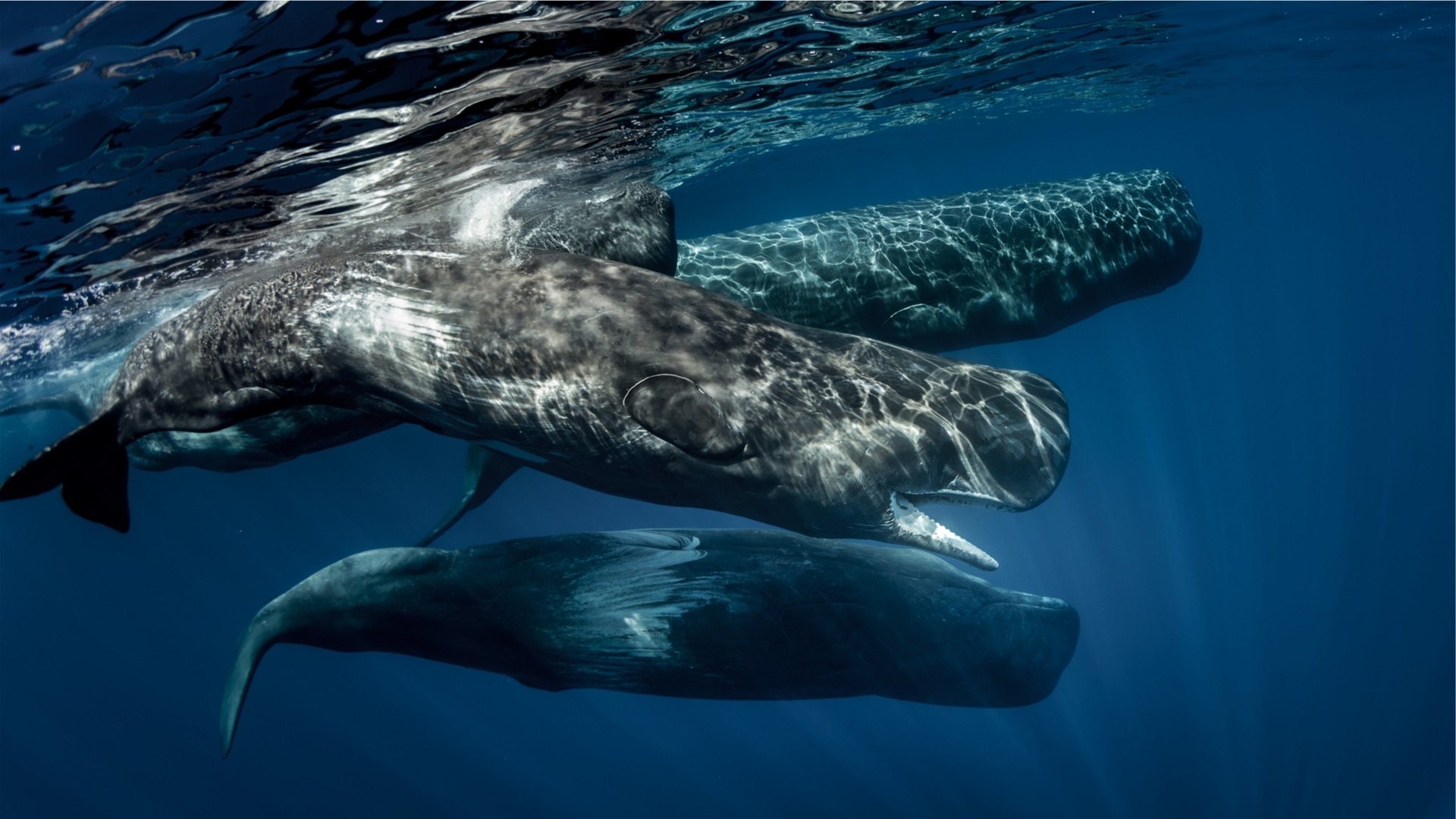 New England Whale