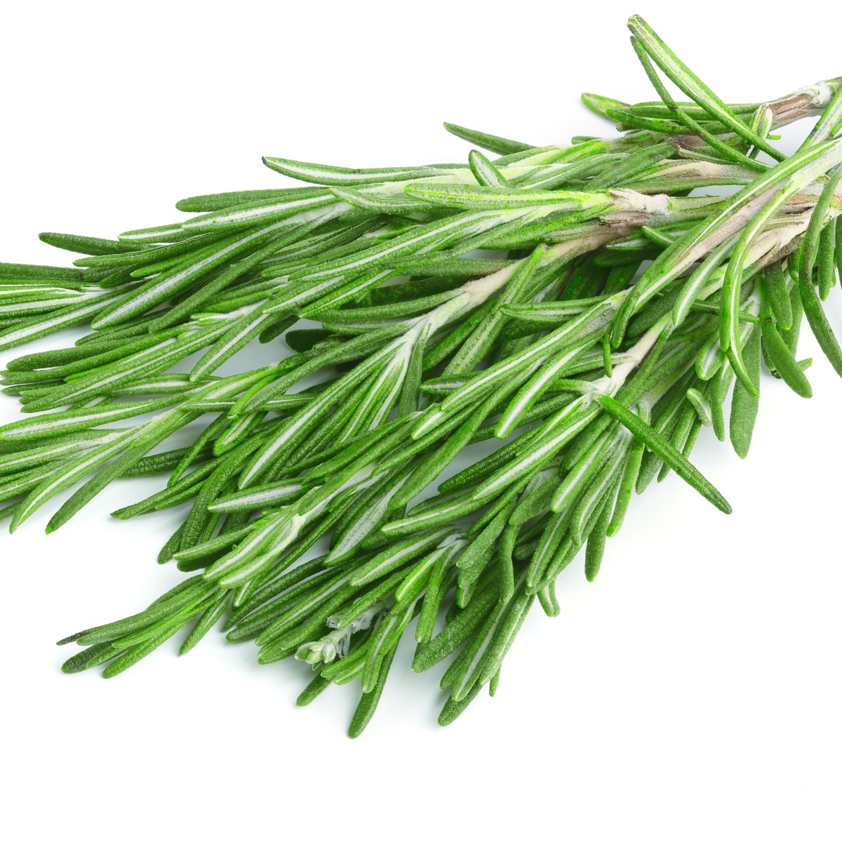 rosemary, herb, dried