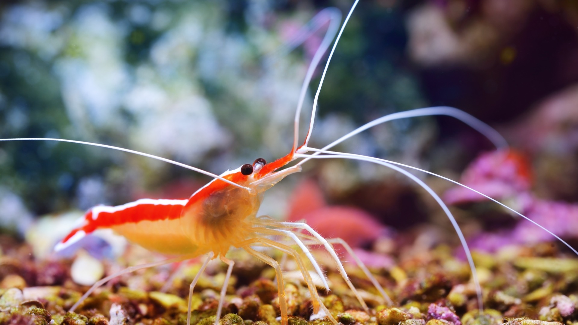 shrimp, freshwater, cleaner