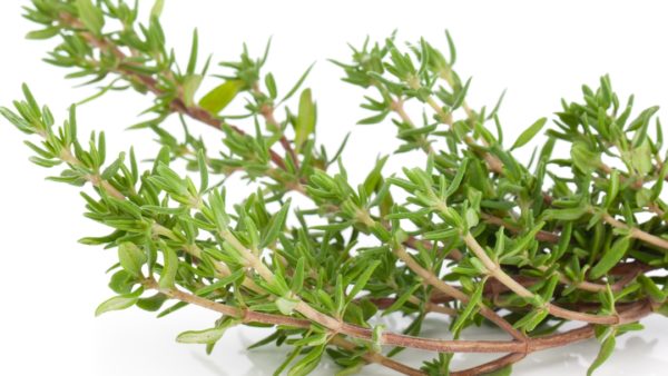 thyme herb