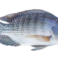 tilapia, fish