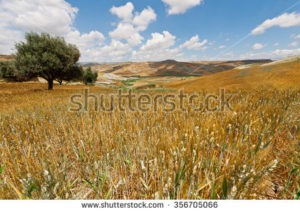 italian wheat, semolina