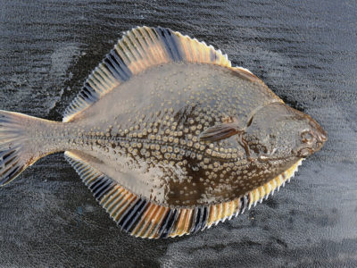 ARCHAEOLOGY OF SEAFOOD – Flounder - Chef's Mandala