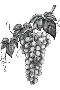 Fruit Grape