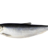 herring, Fish
