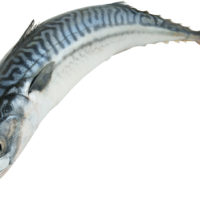 mackerel , fish