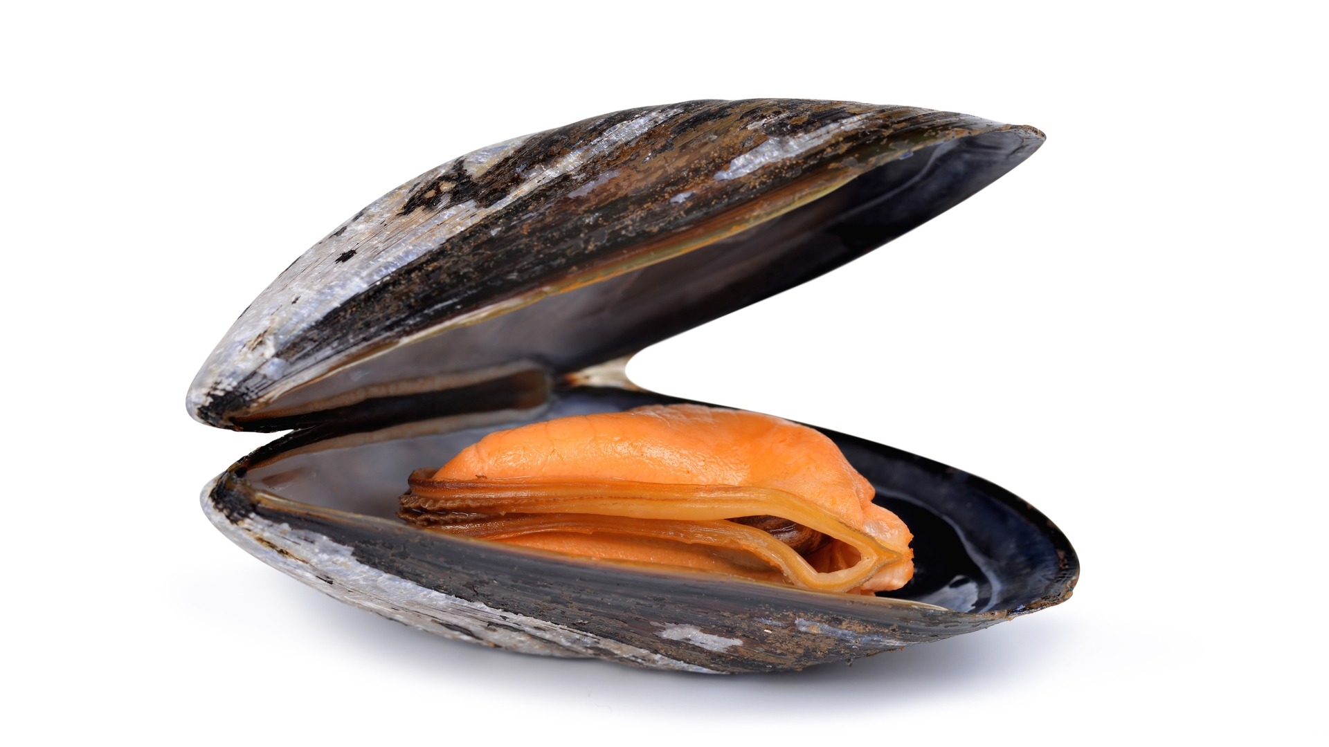 mussel