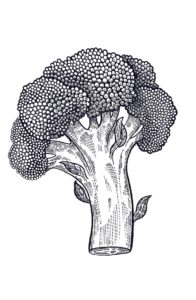 Vegetable Flower Broccoli